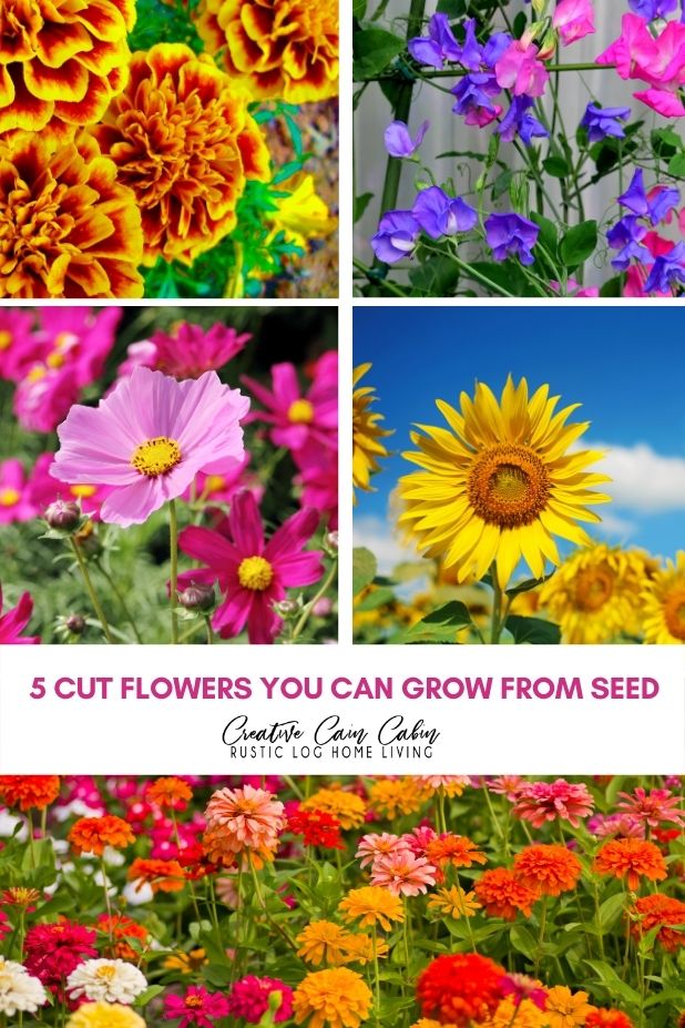 5 Cut Flowers You Can Grow From Seed CREATIVE CAIN CABIN