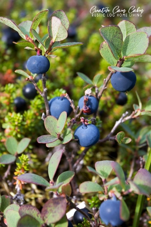 Planting Blueberry Bushes In A Raised Garden Bed CREATIVE CAIN CABIN