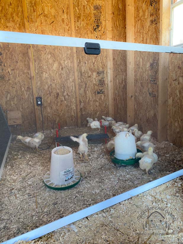 My Temporary Chicken Run Build, No Tools Required CREATIVE CAIN CABIN