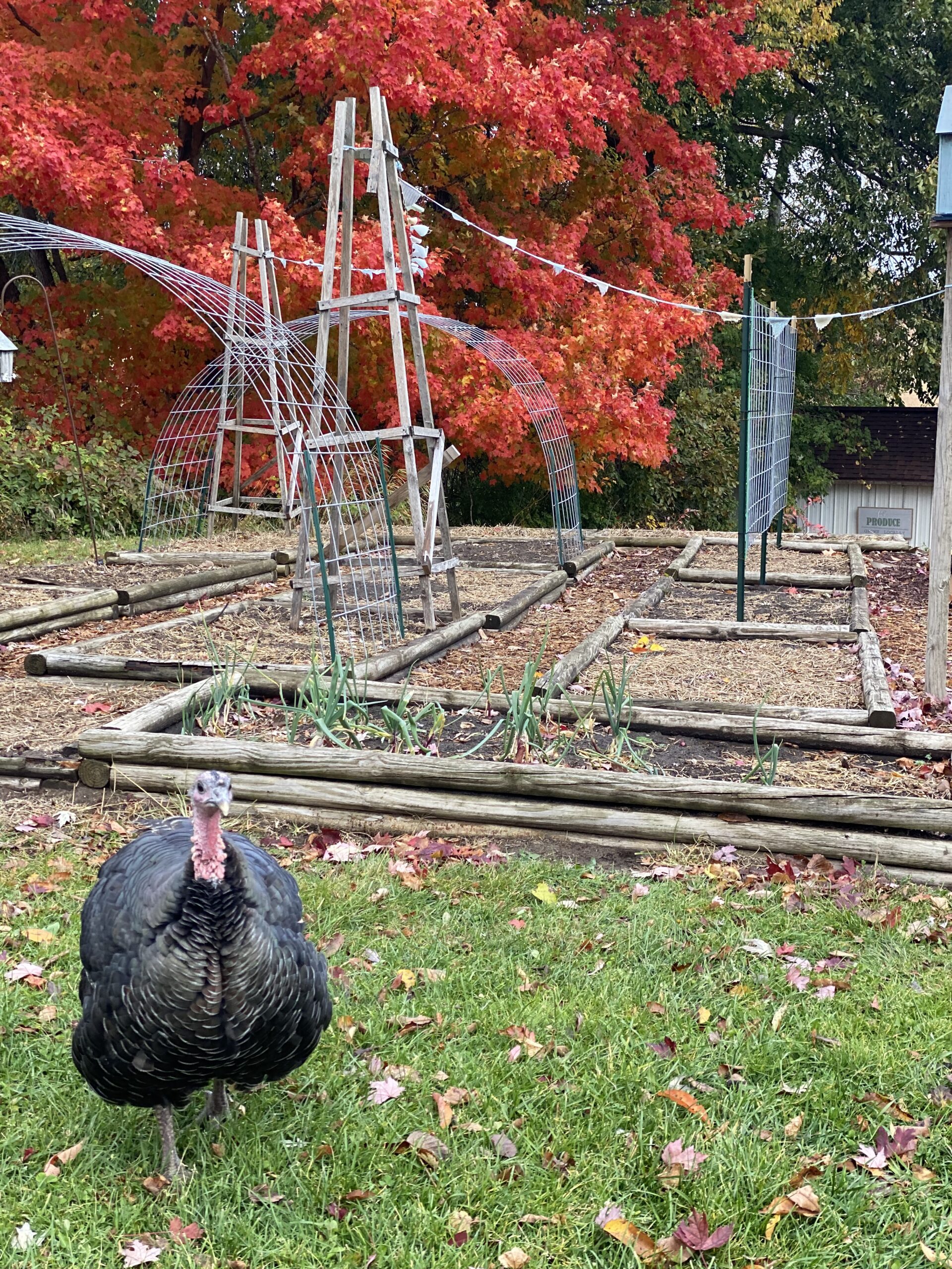 putting the garden to bed for the winter - CREATIVE CAIN CABIN