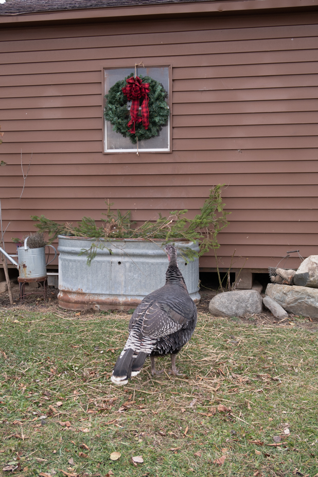 Winter Decorating series adding a wreath to the coop with help from