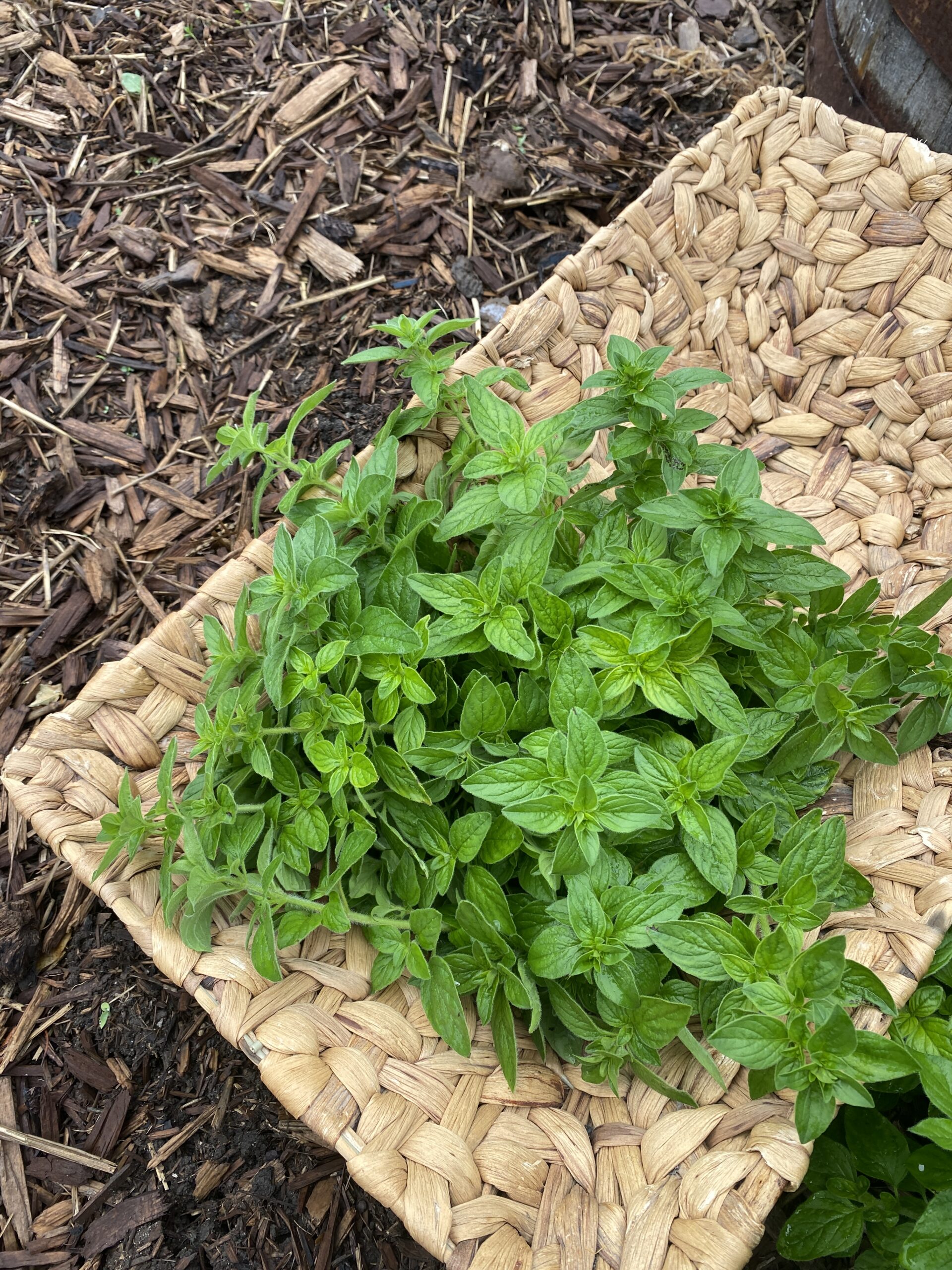 How to make an oregano tincture with fresh herbs CREATIVE CAIN CABIN
