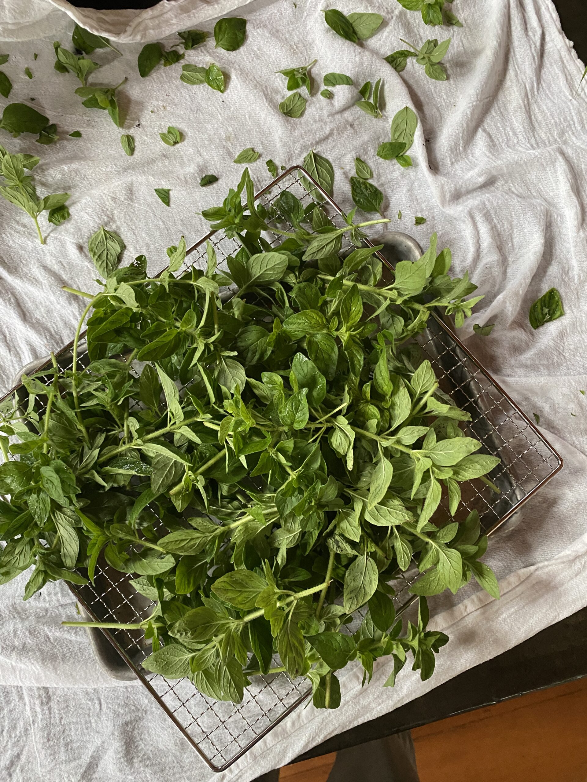 How to make an oregano tincture with fresh herbs CREATIVE CAIN CABIN