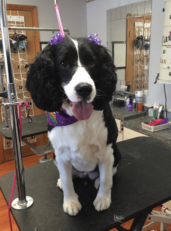 Gallery Creative Clips Pet Salon