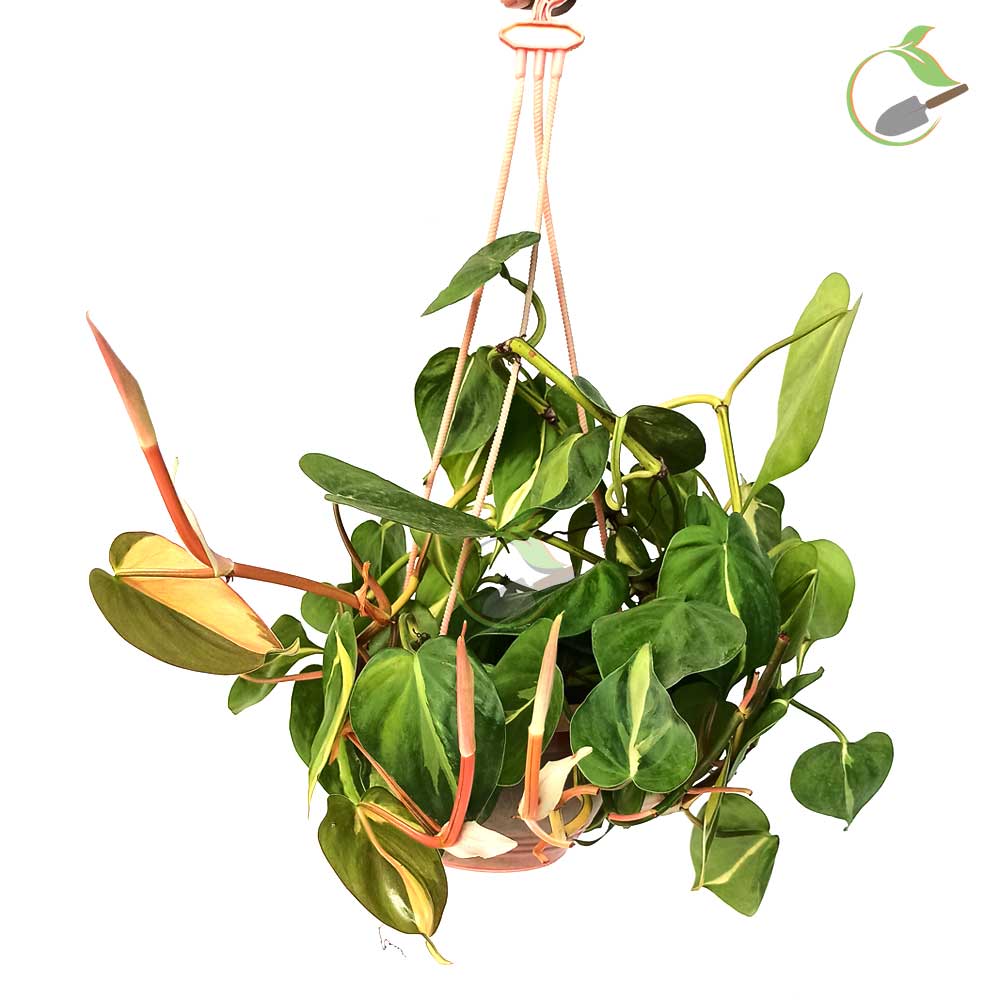 Philodendron Oxycardium Variegated Creative Garden Online Plant