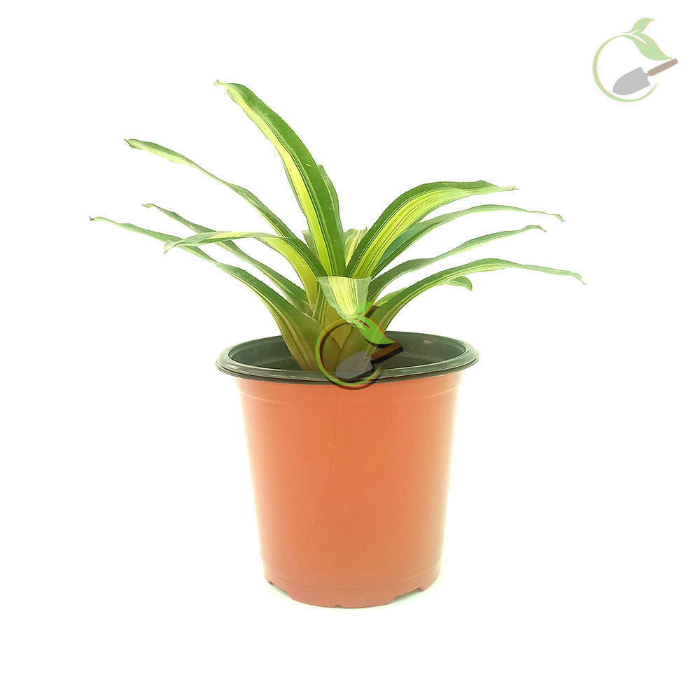 Buy Bromeliad Creative Garden Creative Garden Online Plant