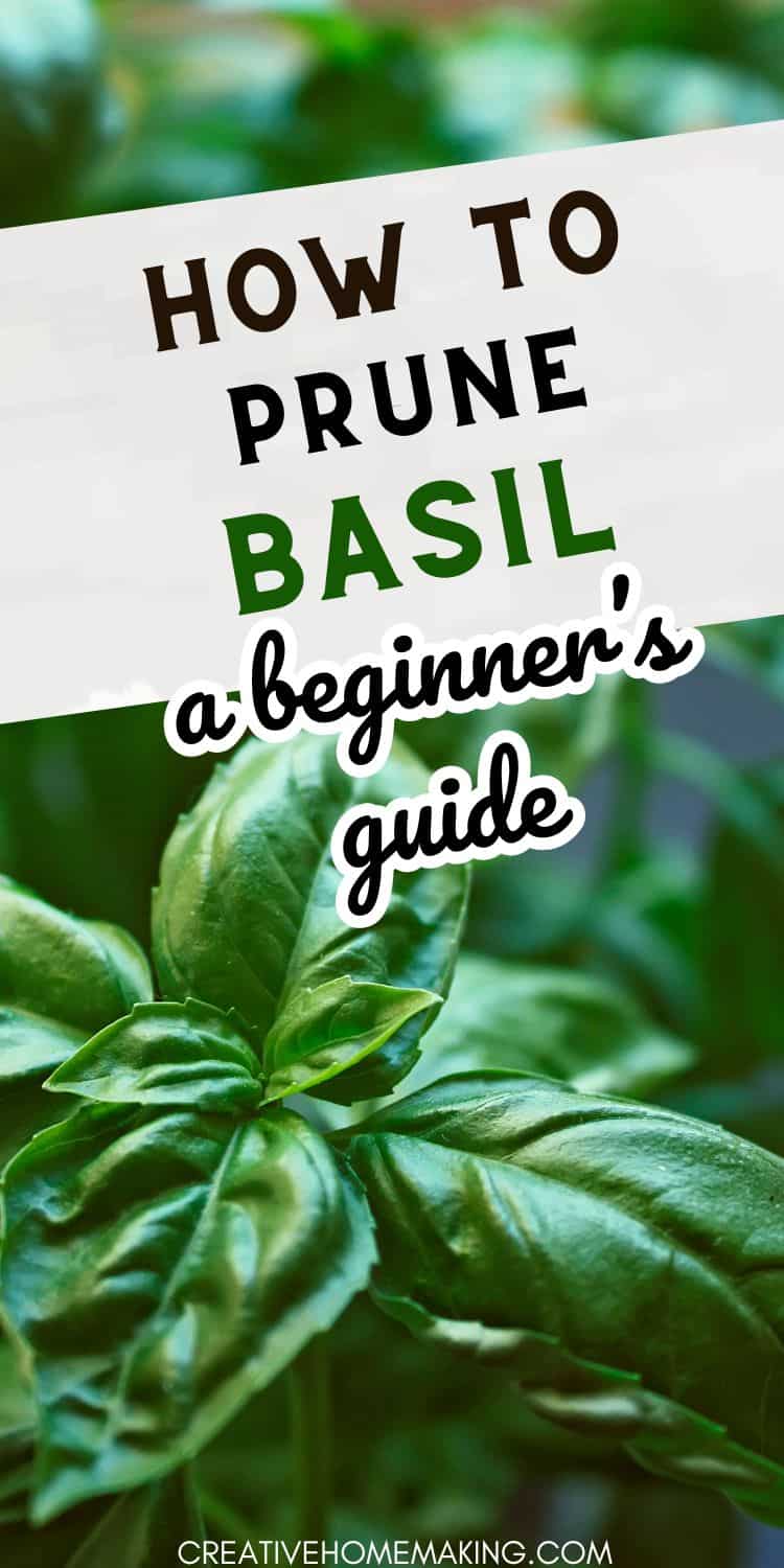 How to Prune Basil A Beginner's Guide to Growing Healthy and Flavorful