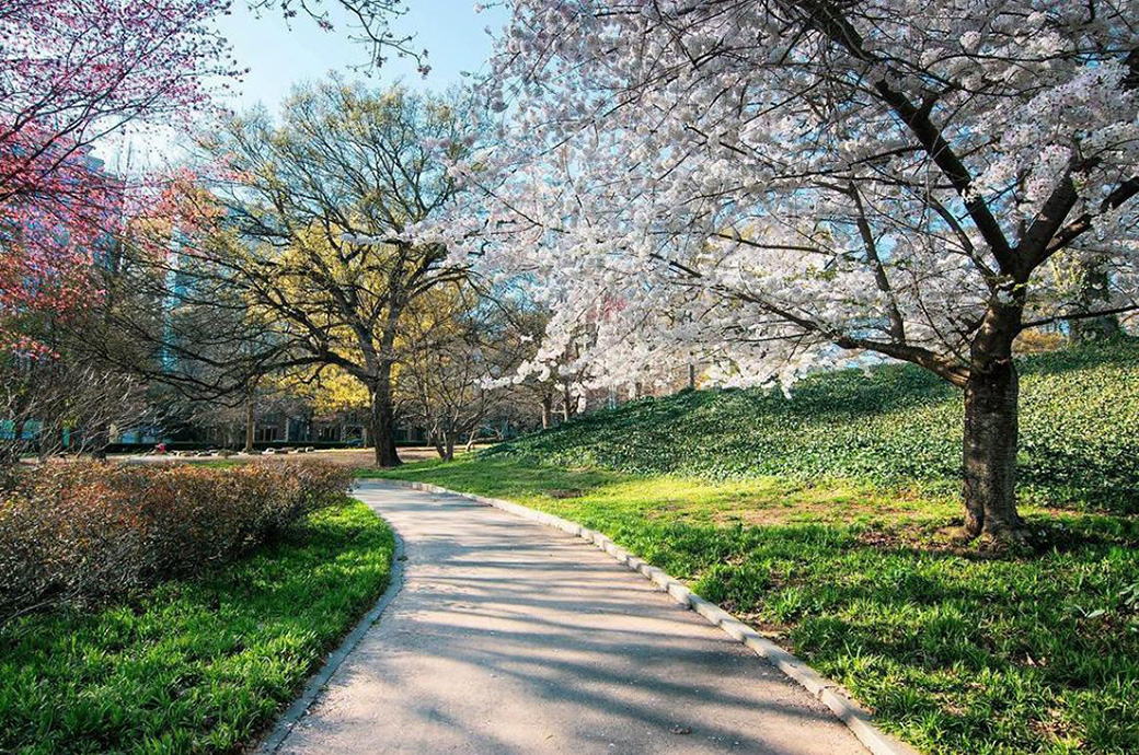 Dogwood Festival 2023 Atlanta Dogwood Festival 2022 At Piedmont Park - April 8-10Th | Creative Loafing
