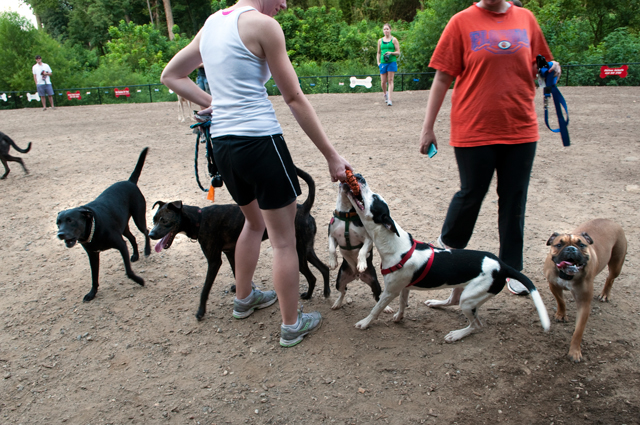 Best Dog Parks in Atlanta Creative Loafing