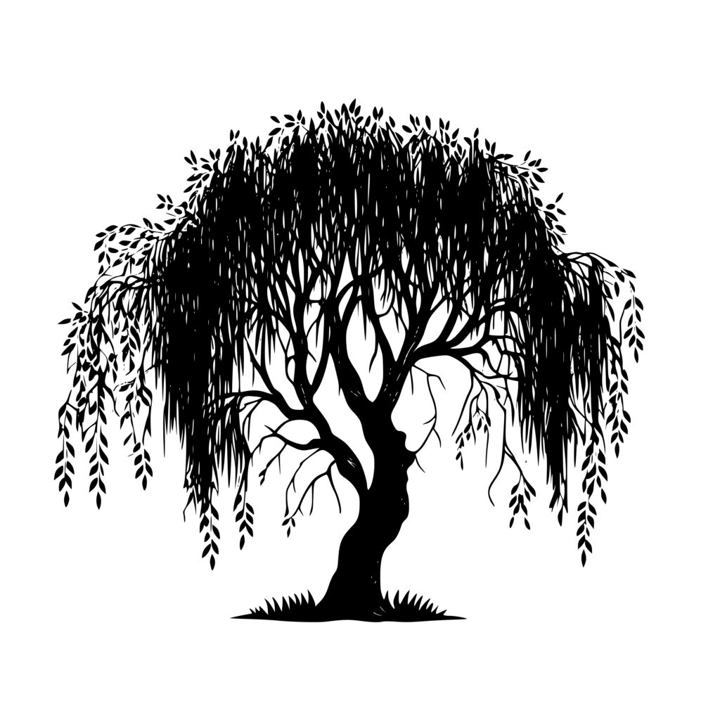 Willow Tree With Roots Drawing
