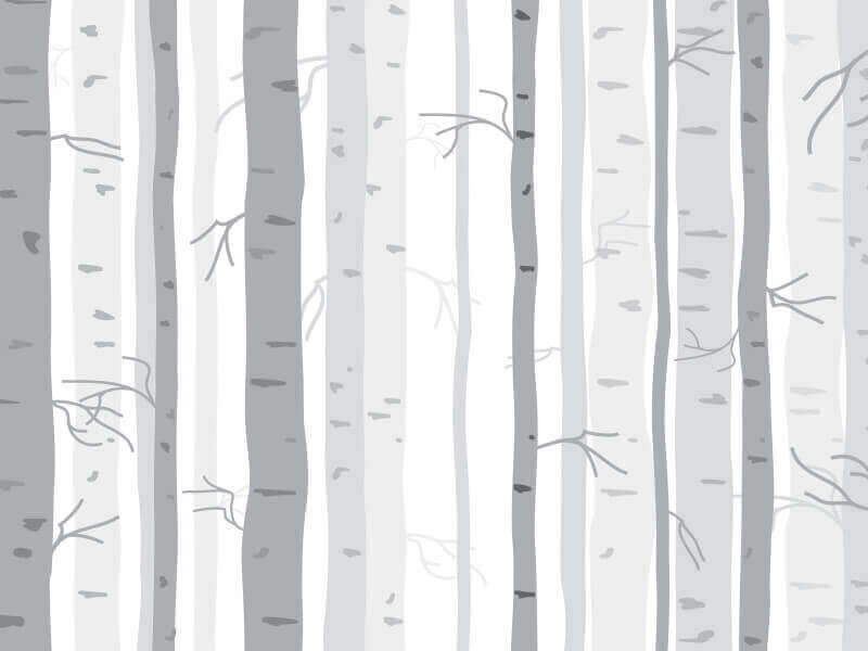 Birch Tree Wallpaper Wall Decals Wall Graphics Toronto