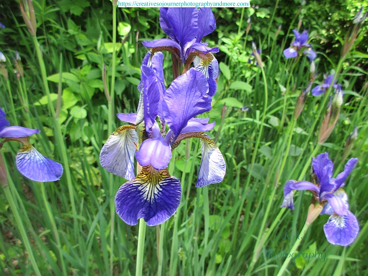 Wild Irises Exploring Nature
