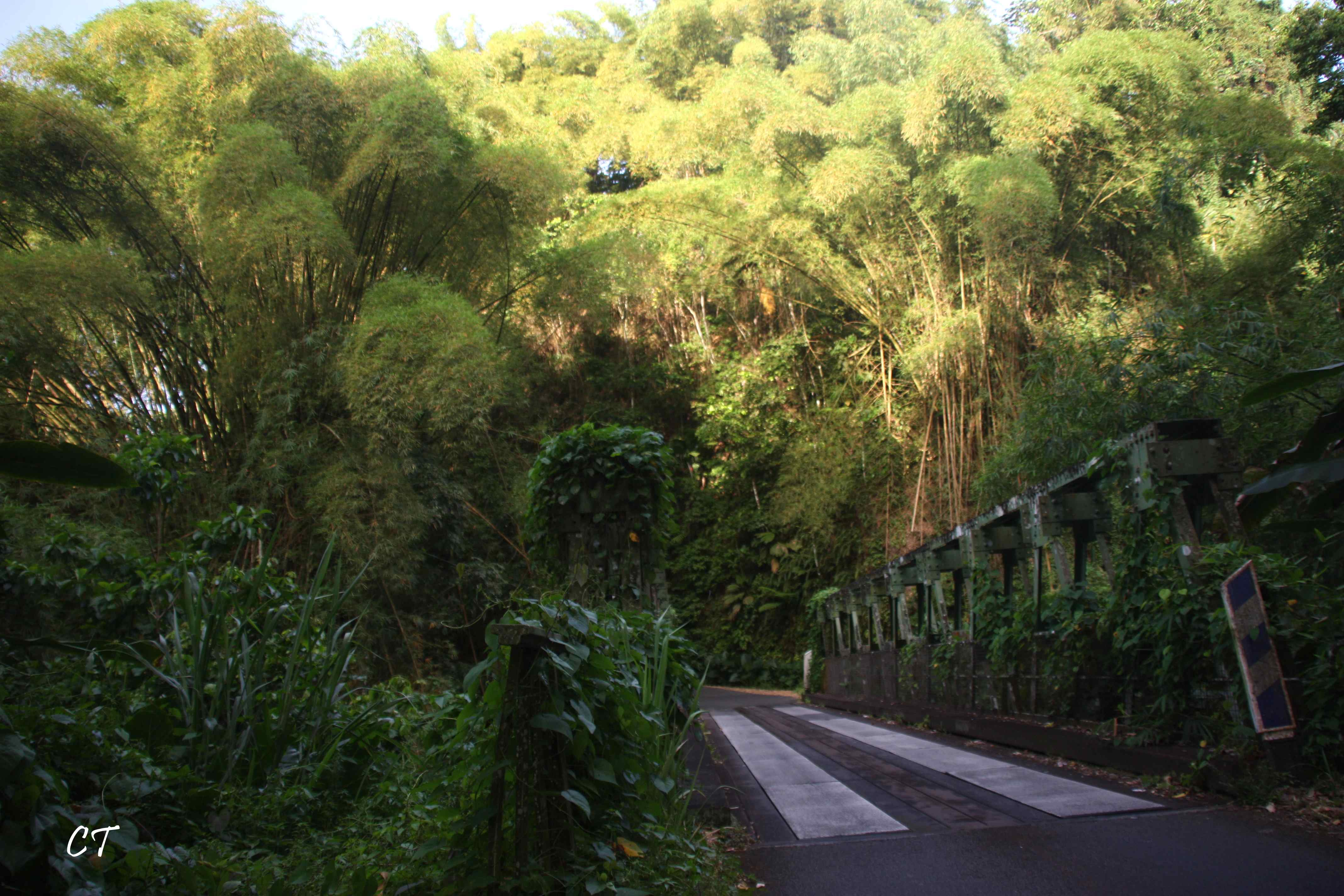 Martinique le Bout de la route, Grand' rivière Creative Terre