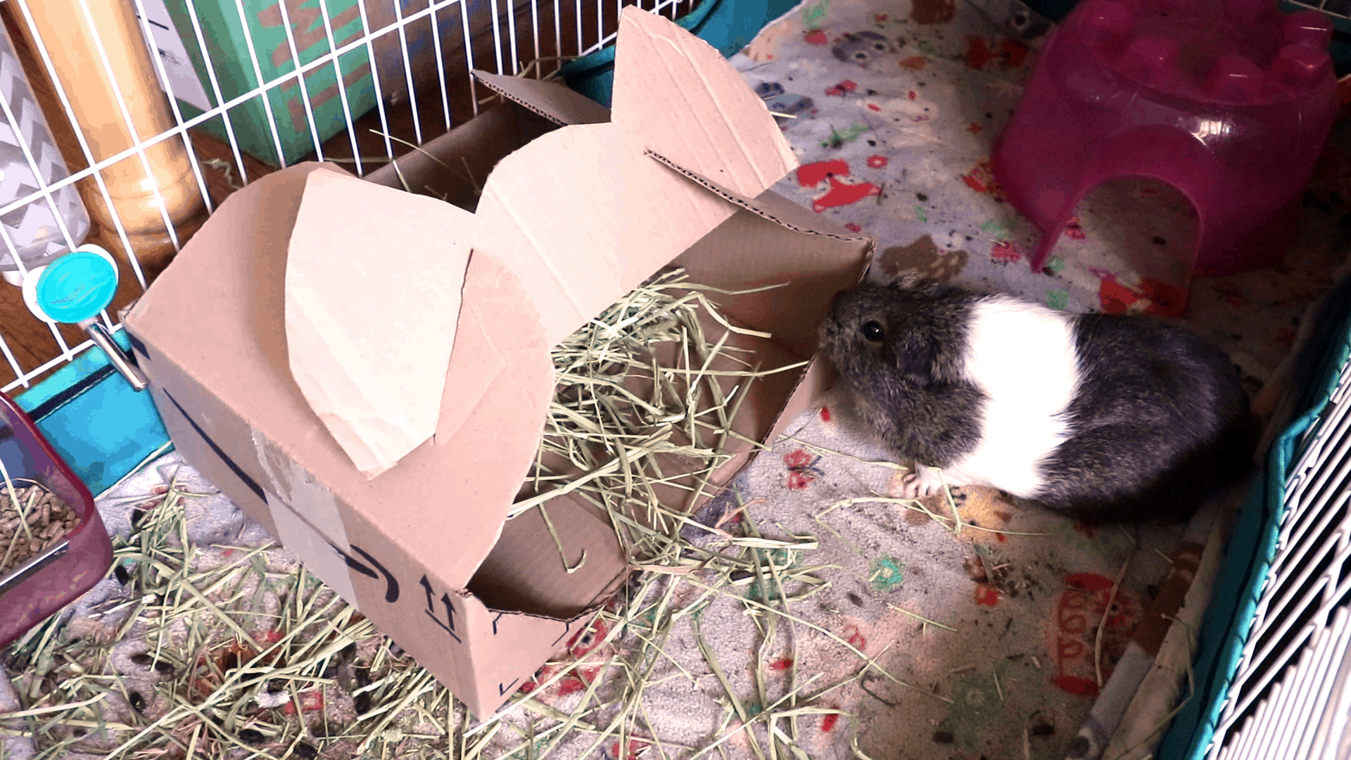 Cardboard house making for guinea pigs or other pets