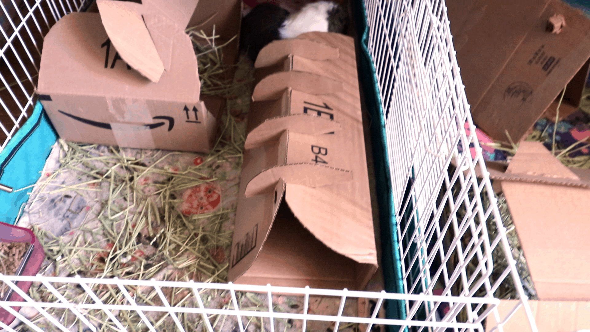 Cardboard house making for guinea pigs or other pets