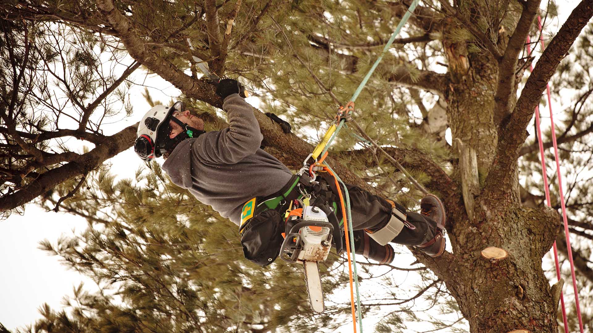 Creative Vision Tree & Landscape Services Landscaping Contractor