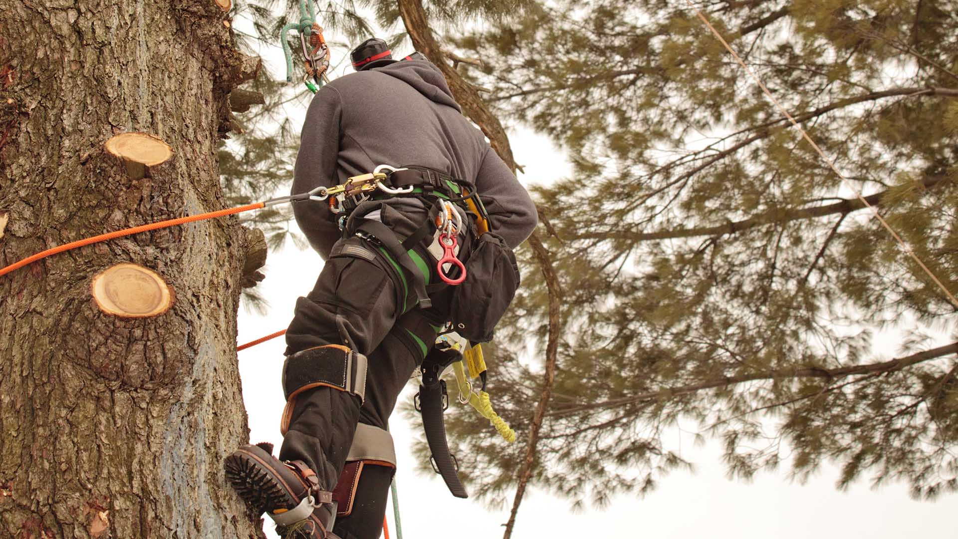 Creative Vision Tree & Landscape Services Landscaping Contractor