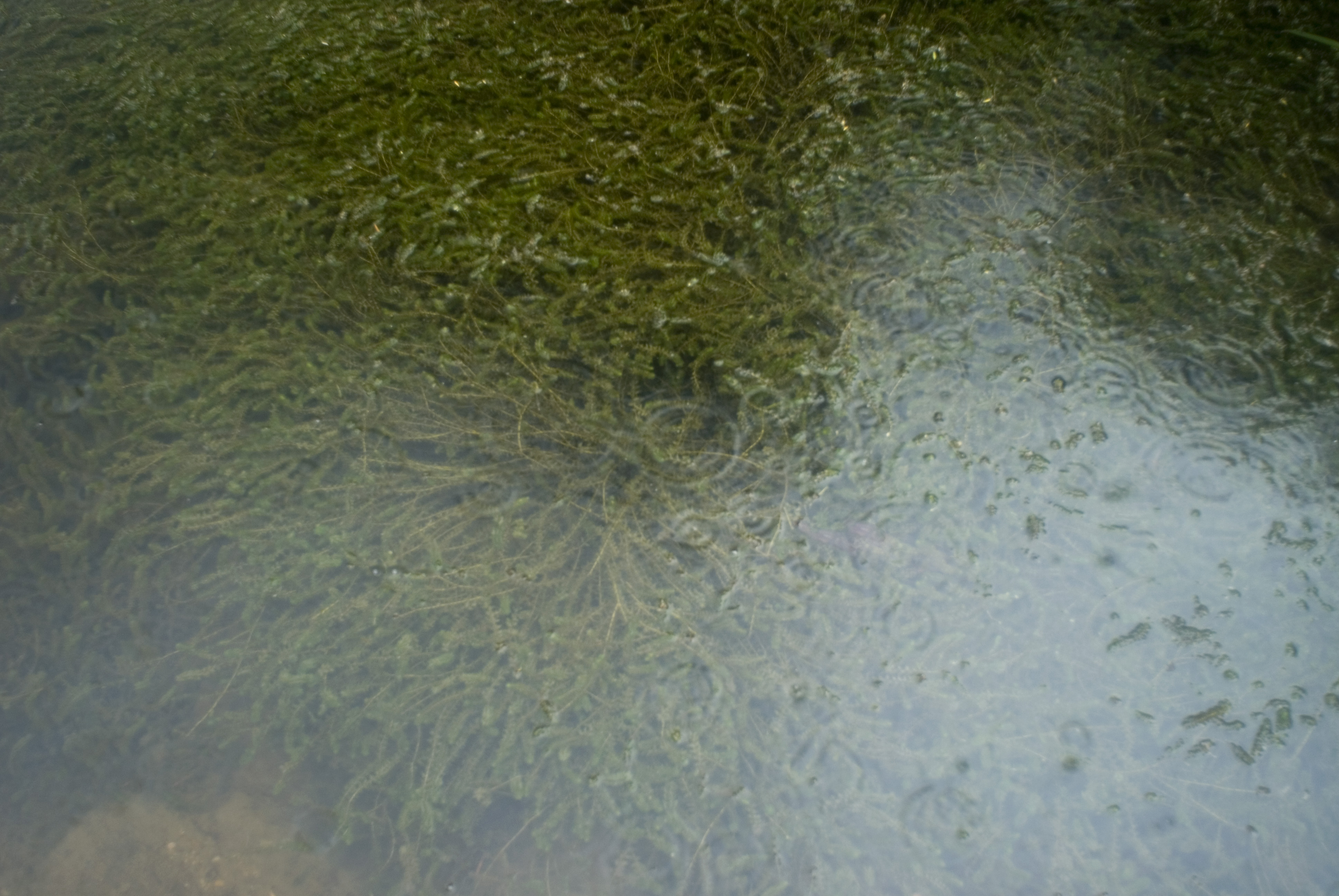 green slime swampweed Free backgrounds and textures