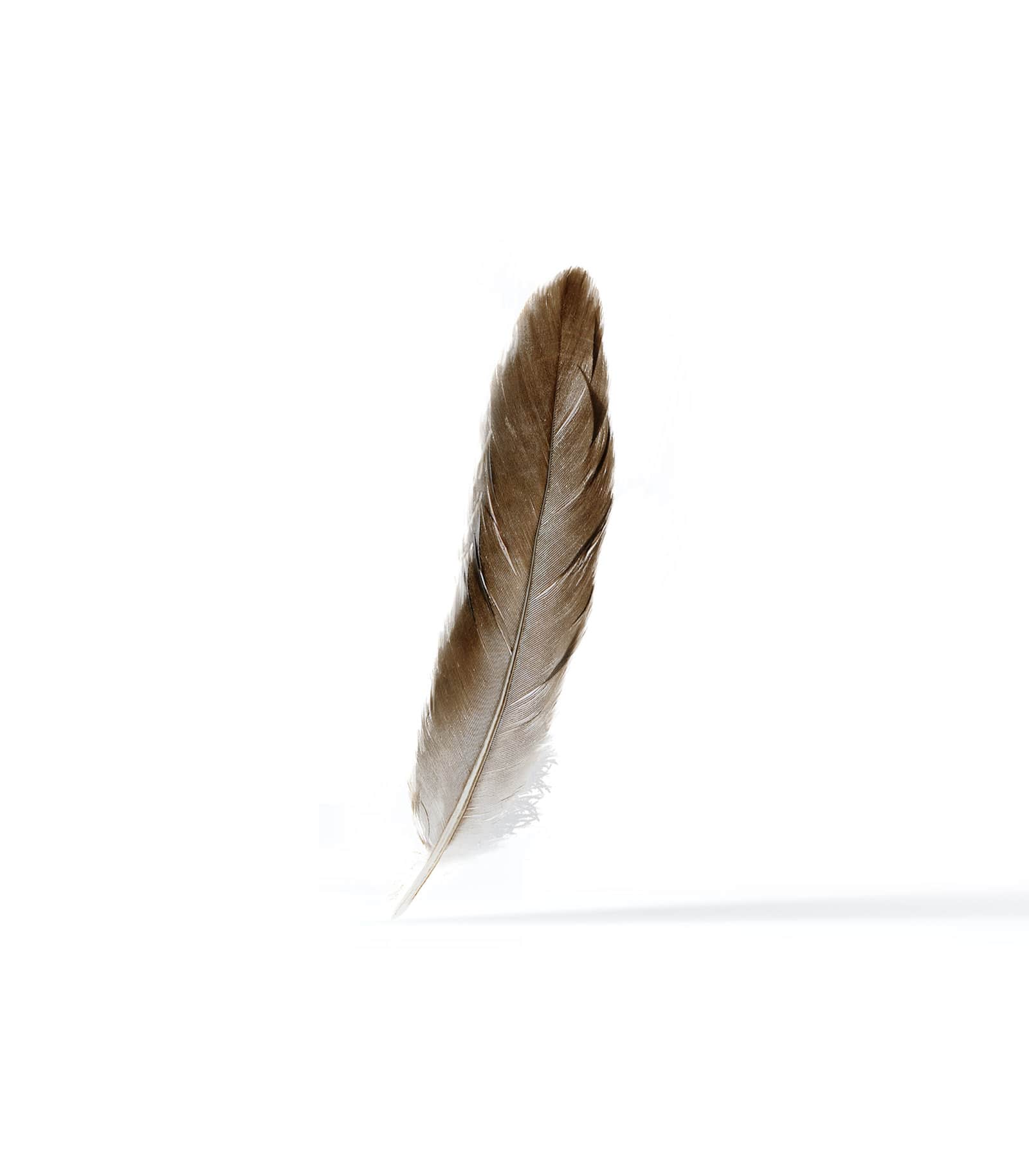 Brown Pigeon Feather Mockup Front View Mockup store Creatoom