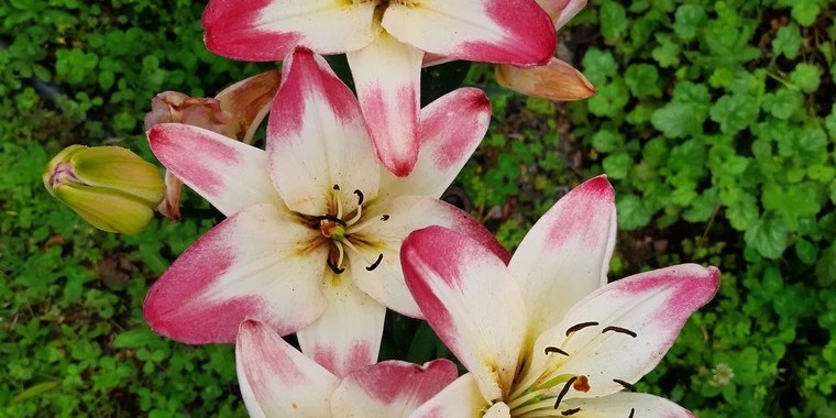 Alexandra OnlyFans | @alexishere123 review (Leaks, Videos, Nudes)