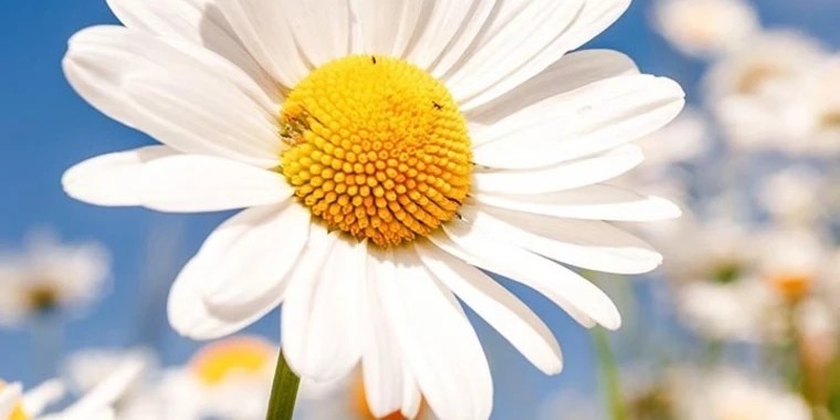 Daisy Daisyyyy OnlyFans | @allofdaisy review (Leaks, Videos, Nudes)