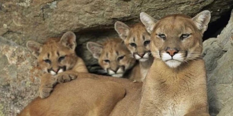 Sofia_Rose OnlyFans | @callmesofiarose review (Leaks, Videos, Nudes)