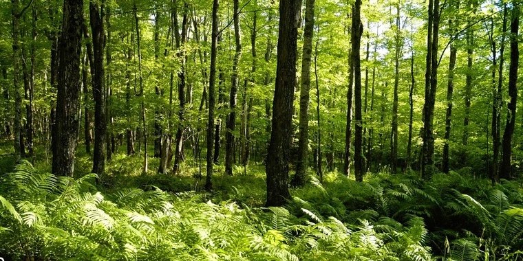 Cherry OnlyFans | @cherryishairy review (Leaks, Videos, Nudes)