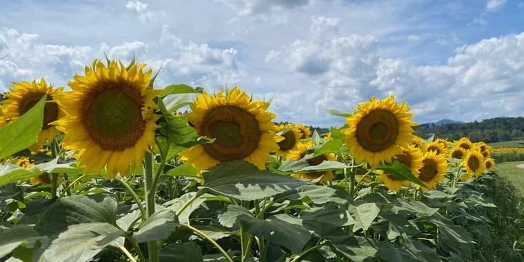 Sunni OnlyFans | @constantlysunni review (Leaks, Videos, Nudes)