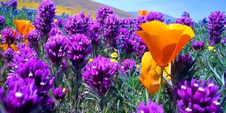 Demi rose OnlyFans | @demi_rose review (Leaks, Videos, Nudes)