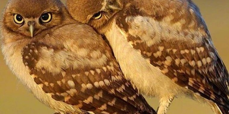 Dirty Owl OnlyFans | @dirtyowl review (Leaks, Videos, Nudes)