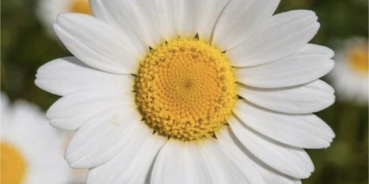 Daisy OnlyFans | @doubledaisies review (Leaks, Videos, Nudes)