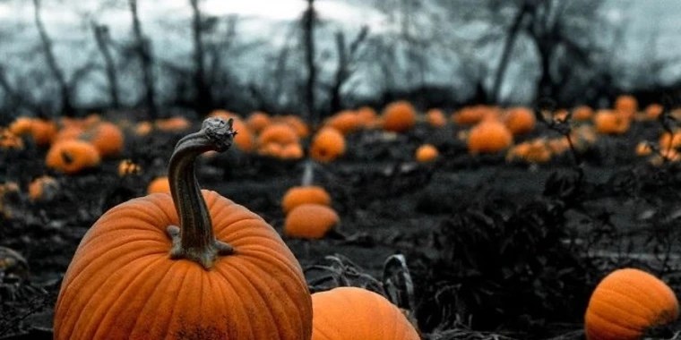 DP_Angelina OnlyFans | @dp_angelina review (Leaks, Videos, Nudes)