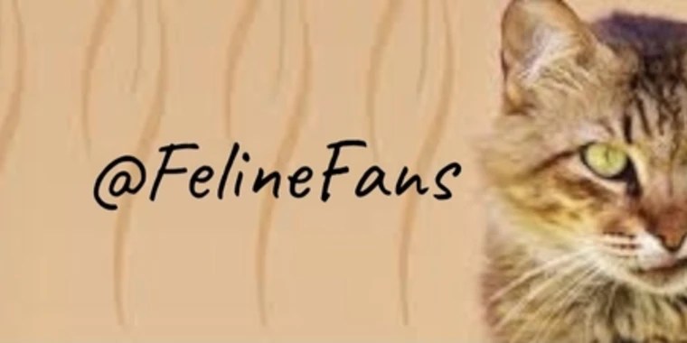 FelineFans OnlyFans | @felinefans review (Leaks, Videos, Nudes)