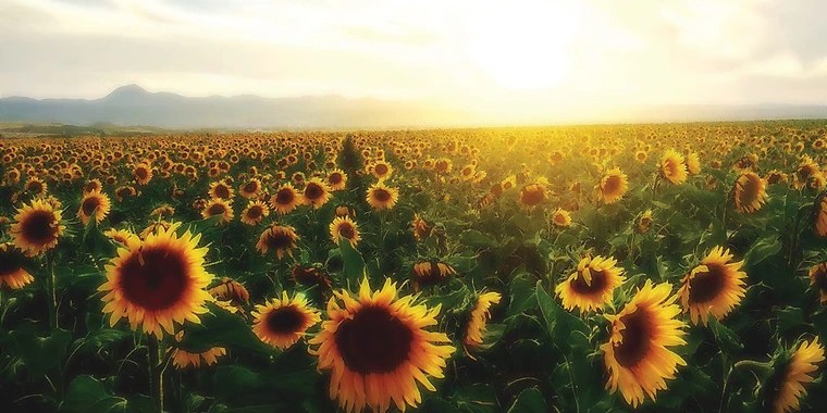 Sunflower OnlyFans | @forbidden_sunflower review (Leaks, Videos, Nudes)