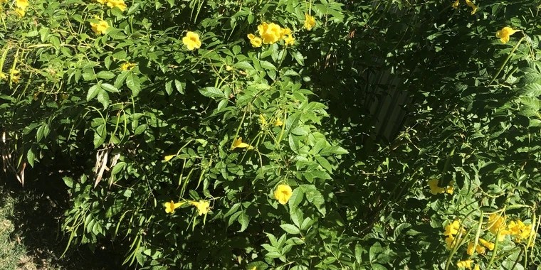 Janae Brazy OnlyFans | @iamjanaebrazy review (Leaks, Videos, Nudes)