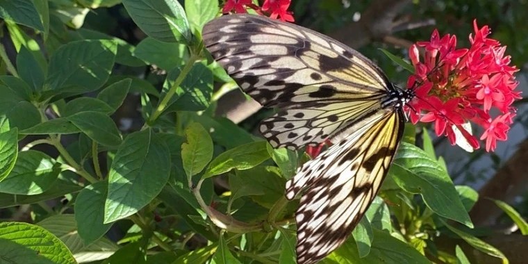 jameliz OnlyFans | @jamelizzzz review (Leaks, Videos, Nudes)