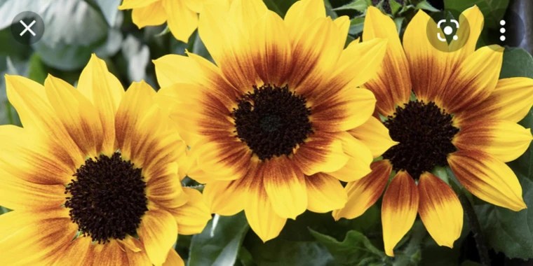 sunflower OnlyFans | @juciysunflower review (Leaks, Videos, Nudes)