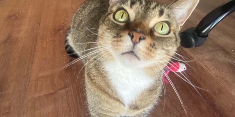 Cat named Kitten OnlyFans | @kittencat review (Leaks, Videos, Nudes)