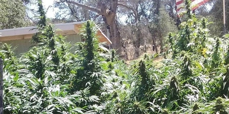 Mandy 420 OnlyFans | @mandy_420619 review (Leaks, Videos, Nudes)