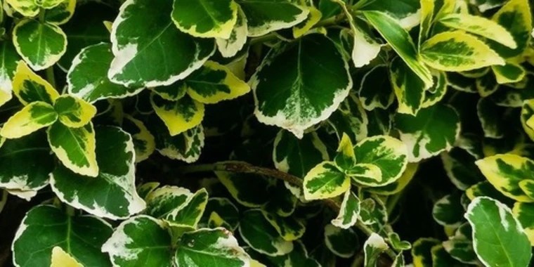 Nikoleta OnlyFans | @nikoletafrey review (Leaks, Videos, Nudes)