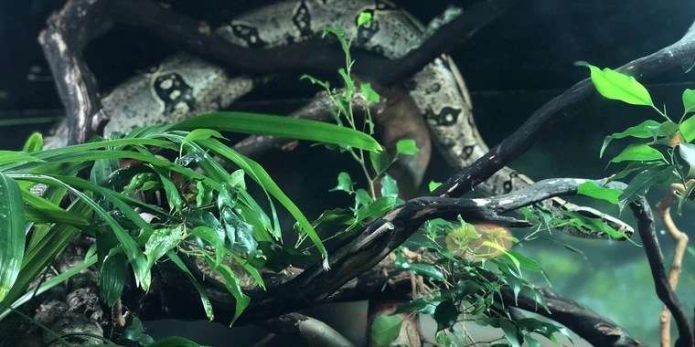 Sultry Siren OnlyFans | @nsfwsiren review (Leaks, Videos, Nudes)