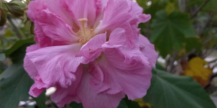 Olivia Rose OnlyFans | @oliviarose2k review (Leaks, Videos, Nudes)