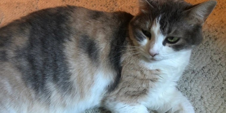 Rory OnlyFans | @onlypurrs review (Leaks, Videos, Nudes)