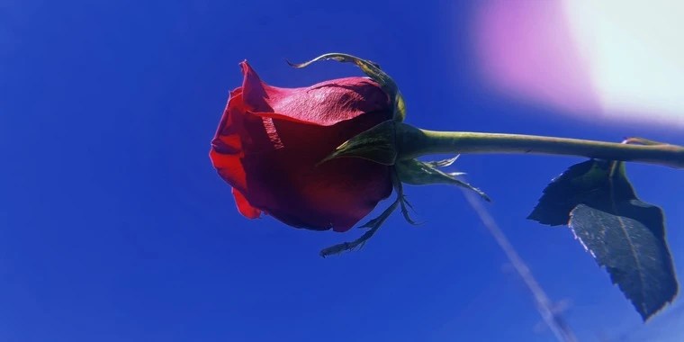 Lil red OnlyFans | @pawg.red review (Leaks, Videos, Nudes)