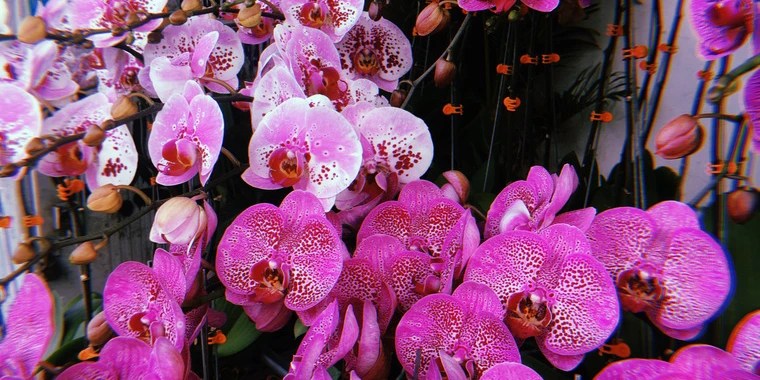 Pixie OnlyFans | @pixieprancing review (Leaks, Videos, Nudes)