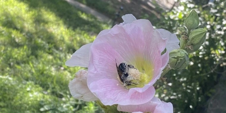 Delilah OnlyFans | @plainwhitedelilah review (Leaks, Videos, Nudes)