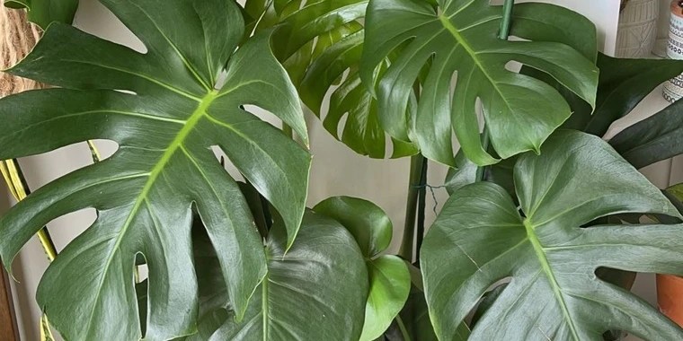 Krissy OnlyFans | @plantmomi review (Leaks, Videos, Nudes)