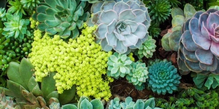 Plant Mommi OnlyFans | @plantmommi review (Leaks, Videos, Nudes)