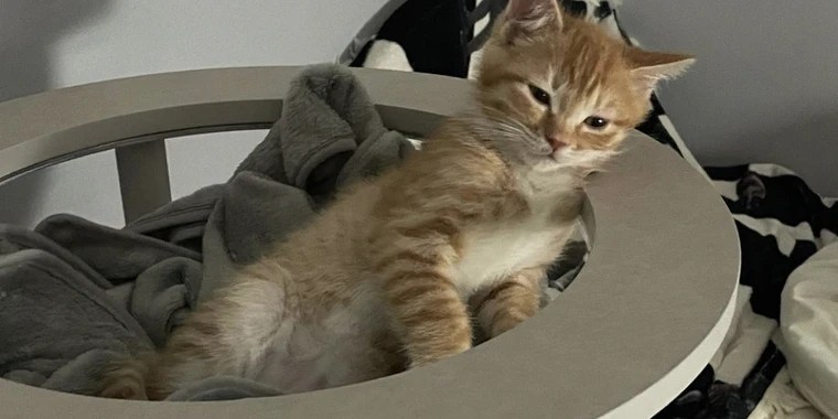 =PnuT= OnlyFans | @ponutchan review (Leaks, Videos, Nudes)