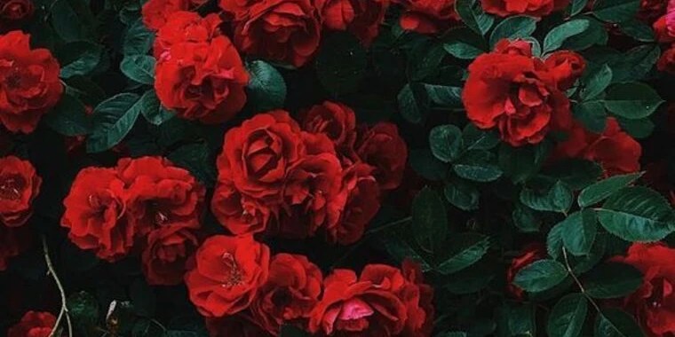 Rosie OnlyFans | @rosie_8 review (Leaks, Videos, Nudes)